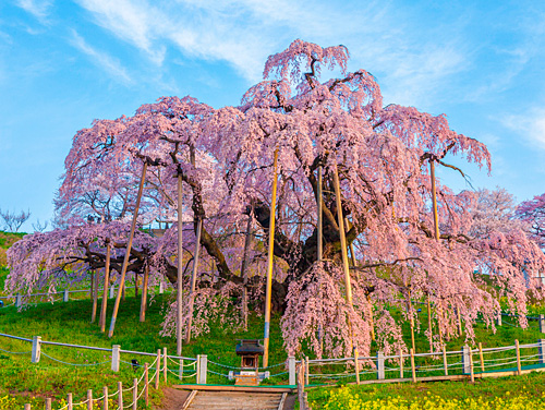 三春町滝桜